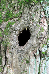 Image showing hole in the tree