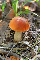 Image showing orange-cap boletus mushroom