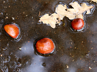 Image showing Chestnuts on the ground