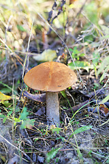 Image showing beautiful mushroom boletus