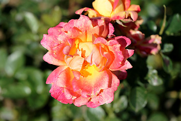 Image showing Roses in the garden