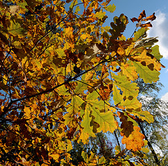 Image showing autumn leaves