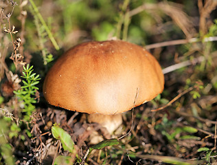Image showing beautiful mushroom boletus