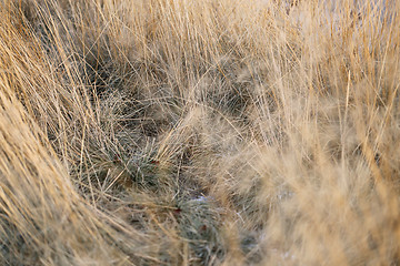 Image showing dry grass