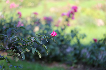 Image showing Roses in the garden