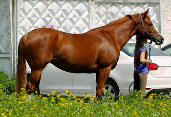Image showing horse beautiful