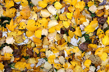 Image showing Yellow leaf Texture of yellow leaves