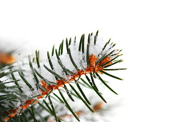 Image showing Snowy spruce branch