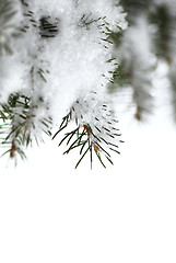 Image showing Snowy spruce branches