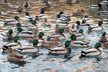 Image showing duck in the pond