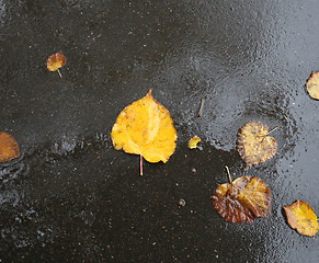 Image showing Yellow leaf on the asphalt