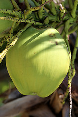 Image showing Green coconuts on the palm