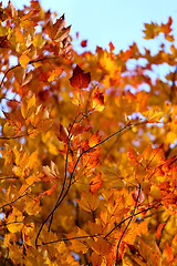 Image showing autumn leaves