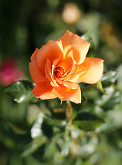 Image showing Roses in the garden