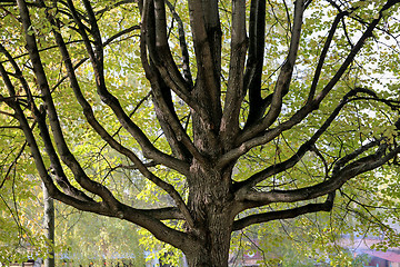 Image showing beautiful tree