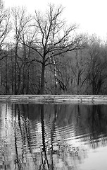 Image showing tree near the pond