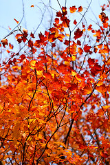 Image showing autumn leaves