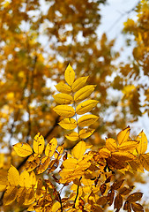 Image showing autumn leaves