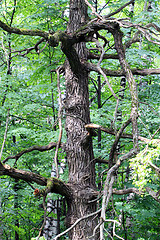 Image showing Dead tree