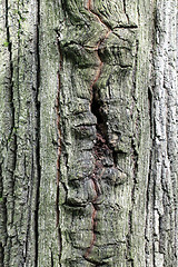 Image showing oak bark