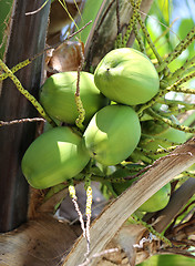 Image showing Green coconuts on the palm