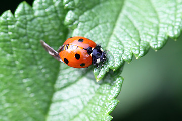 Image showing ladybird beetle