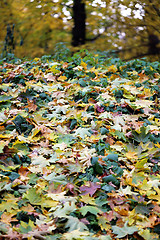 Image showing autumn leaves