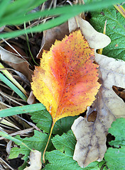 Image showing autumn leaves