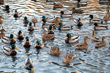 Image showing duck in the pond