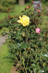 Image showing Roses in the garden