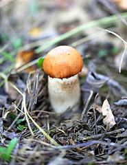 Image showing orange-cap boletus mushroom