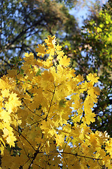 Image showing autumn leaves