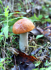 Image showing orange-cap boletus mushroom