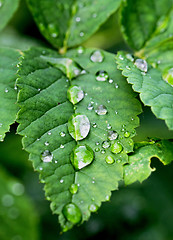 Image showing water drop