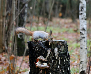 Image showing forestry protein