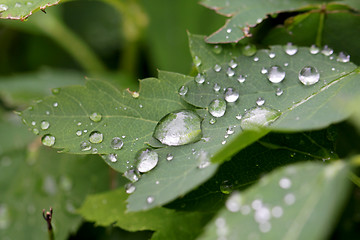 Image showing water drop