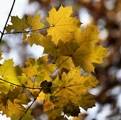 Image showing autumn leaves