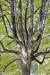 Image showing beautiful tree