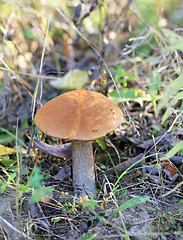 Image showing beautiful mushroom boletus