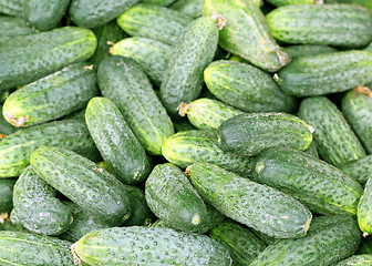 Image showing texture of the cucumber is photographed