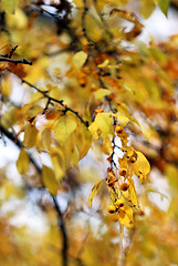 Image showing autumn leaves