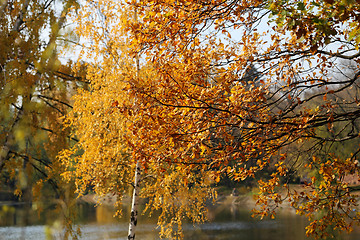 Image showing autumn trees