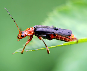 Image showing beetle firefighter