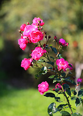 Image showing Roses in the garden