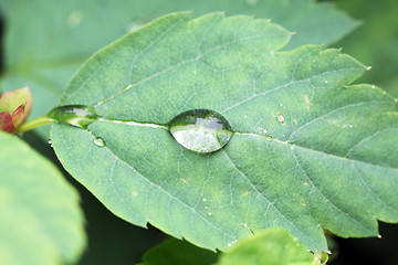 Image showing water drop