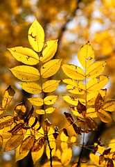 Image showing autumn leaves