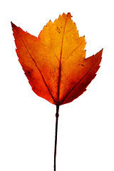 Image showing autumn leaves