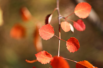 Image showing autumn leaves