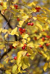 Image showing small apples