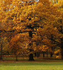 Image showing autumn leaves